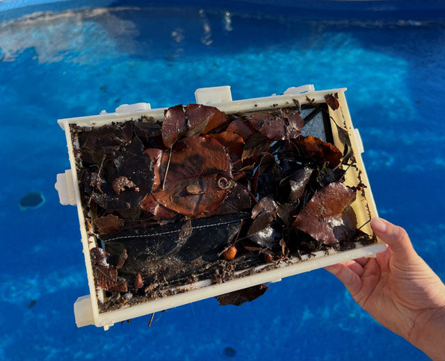 Filtro del robot piscina Dolphin Zenit 12 pieno di foglie, tenuto sopra l'acqua della piscina.
